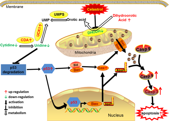 The proposed cascade of events for celastrol induced apoptosis of acute promyelocytic leukemia cells.