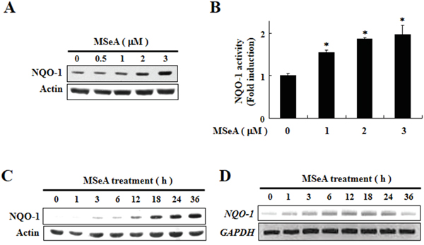 Induction of expression and activity of NQO-1by MSeA.
