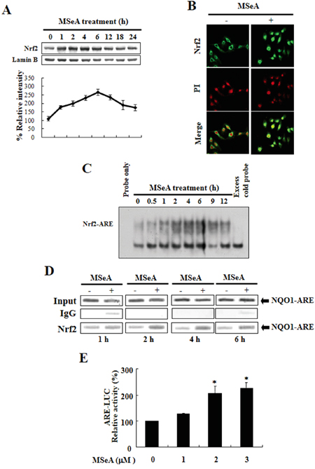 MSeA-induced nuclear translocation, ARE binding, and transcriptional activity of Nrf2.