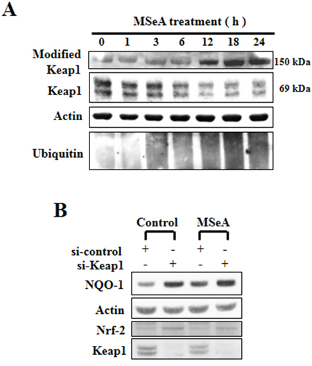 Effects of MSeA on the steady-state levels of Keap1.