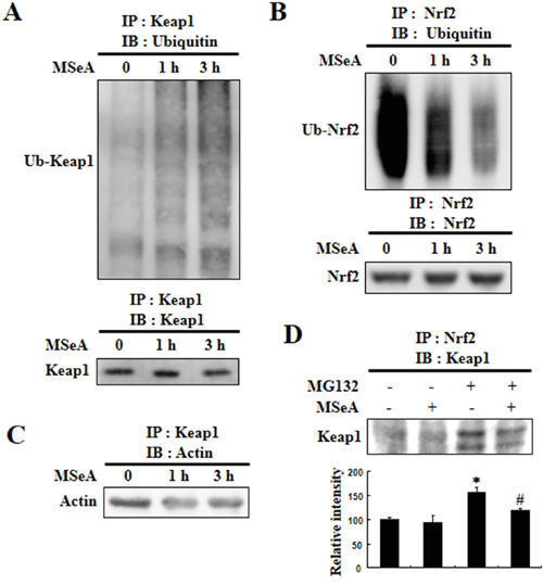 Effects of MSeA on ubiquitination of Nrf2 and Keap1.