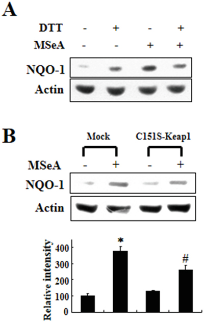 Effects of DTT and Keap1 cysteine 151 mutation on MSeA-induced NQO-1 expression.