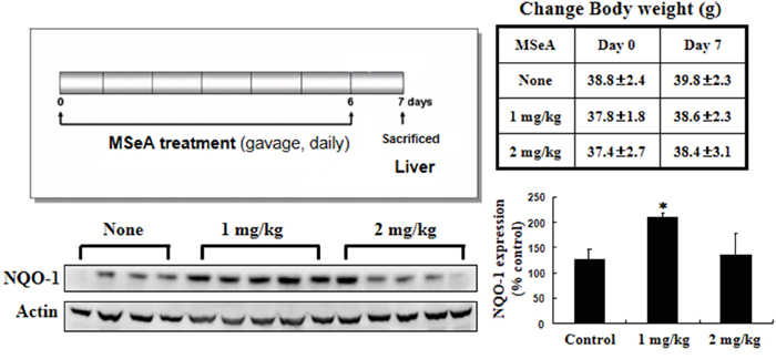 Effects of MSeA on NQO-1 expression in mouse liver.