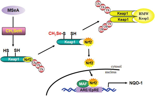 A proposed pathway for MSeA-induced Nrf2 activation and NQO-1 expression.