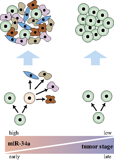 Asymmetric division is associated with cancer stem cells in early-stage tumors.