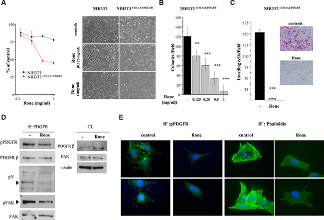 Inhibition of COL1A1/PDGFB fusion oncogene-mediated PDGFR activation and NIH3T3 cell transformation.