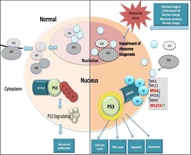 Ribosomal protein-MDM2-p53 interactions.