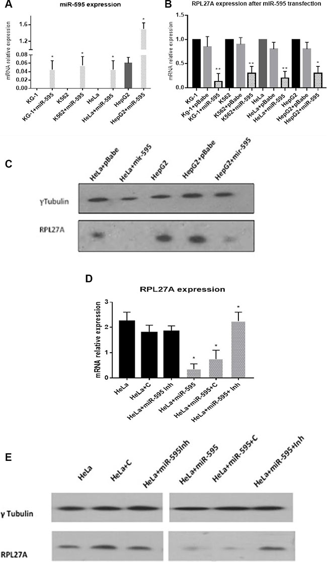 Validation of RPL27A as a target for miR-595 by qRT-PCR and western blot analysis.