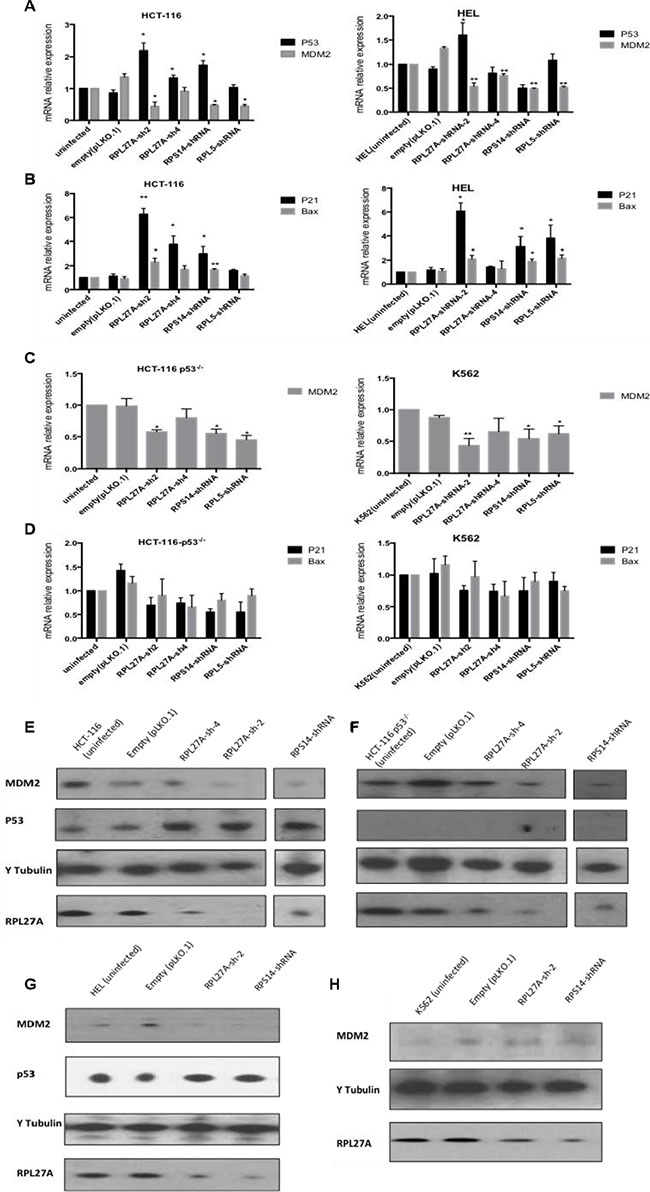 Decreased expression of RPL27A activates the p53 pathway.