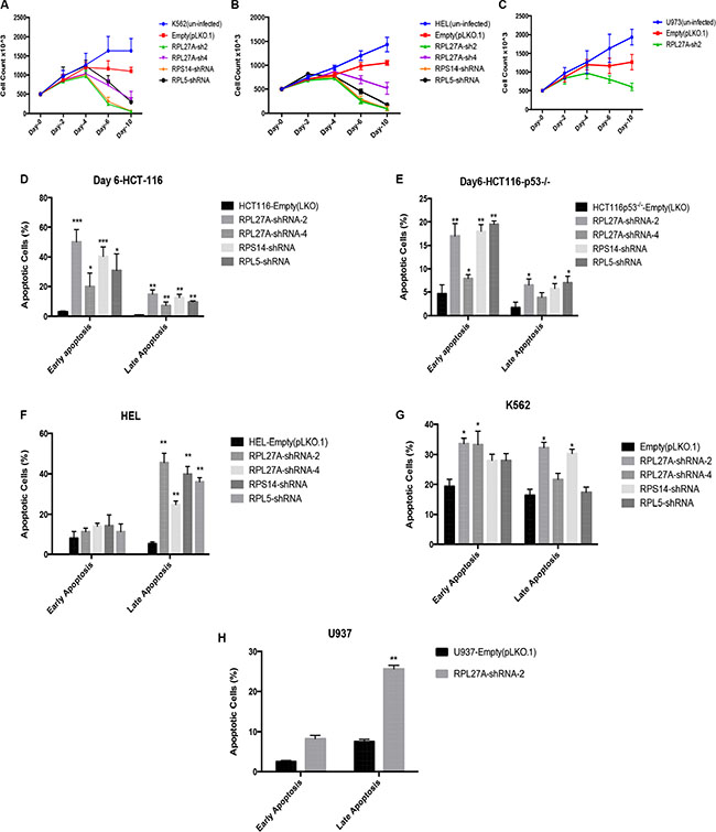 Reduction in RPL27A decreases cell proliferation and induces apoptosis.