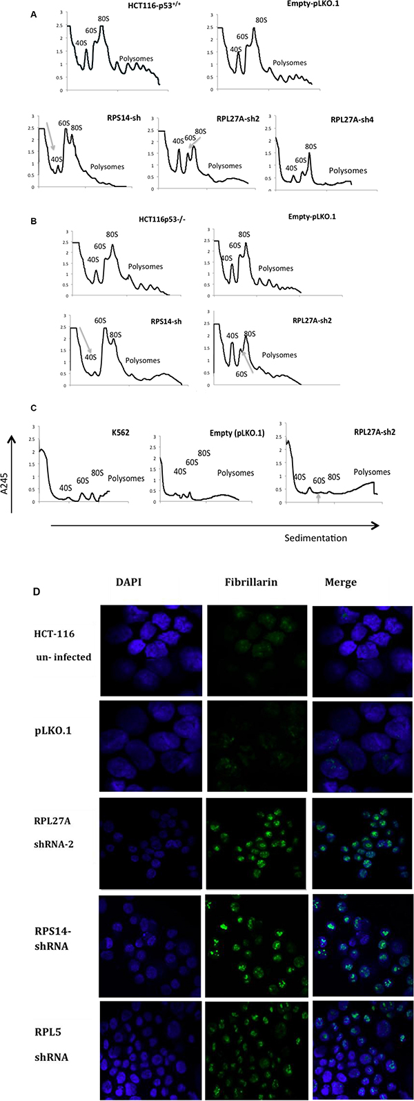 Depletion of RPL27A causes defects in 60S subunit maturation.