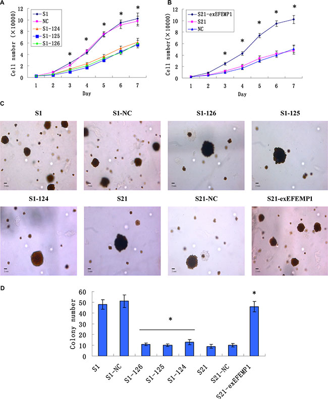 Effects of EFEMP1 on cell growth and cell colony formation.