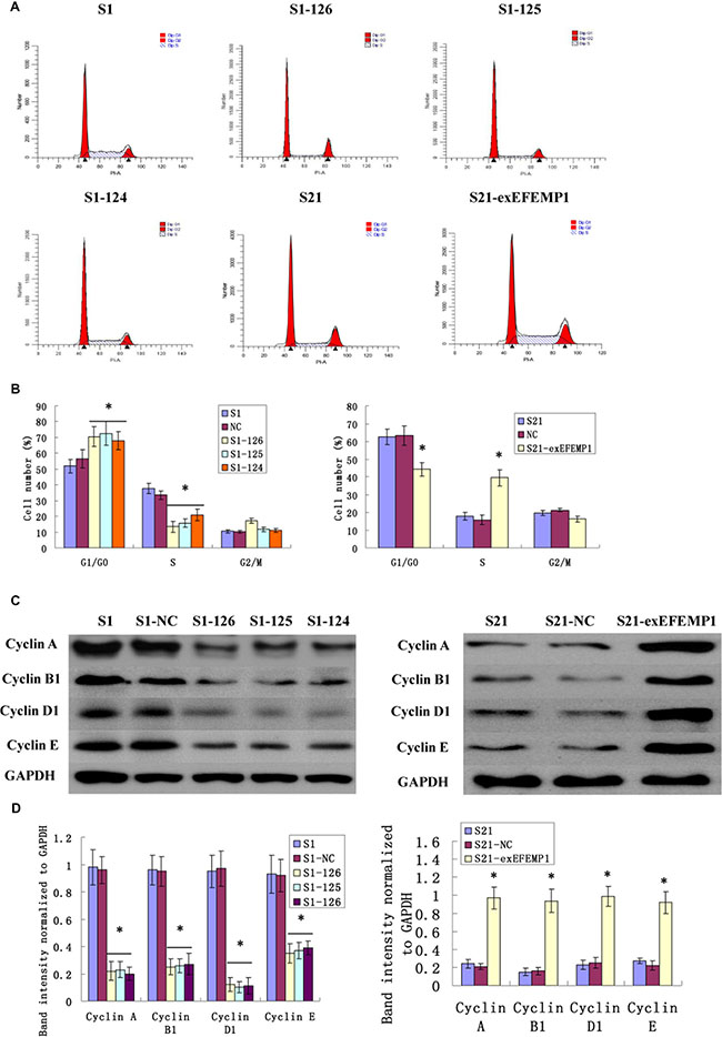 Effects of EFEMP1 on cell cycle.