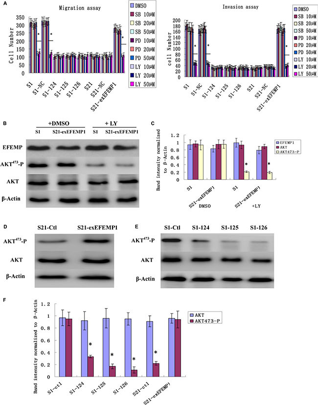 Effects of EFEMP1 on AKT pathway.