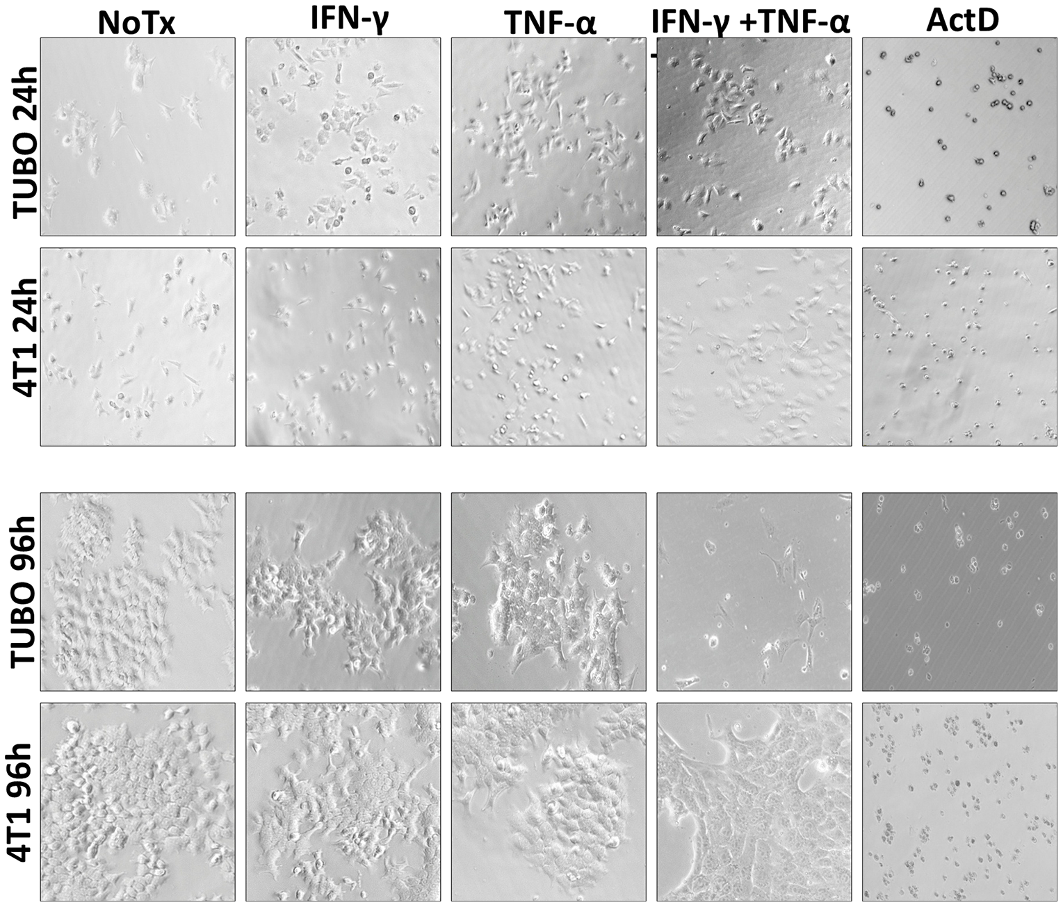 Photo microscopic study of Th1 cytokine-treated murine breast cancer cells.
