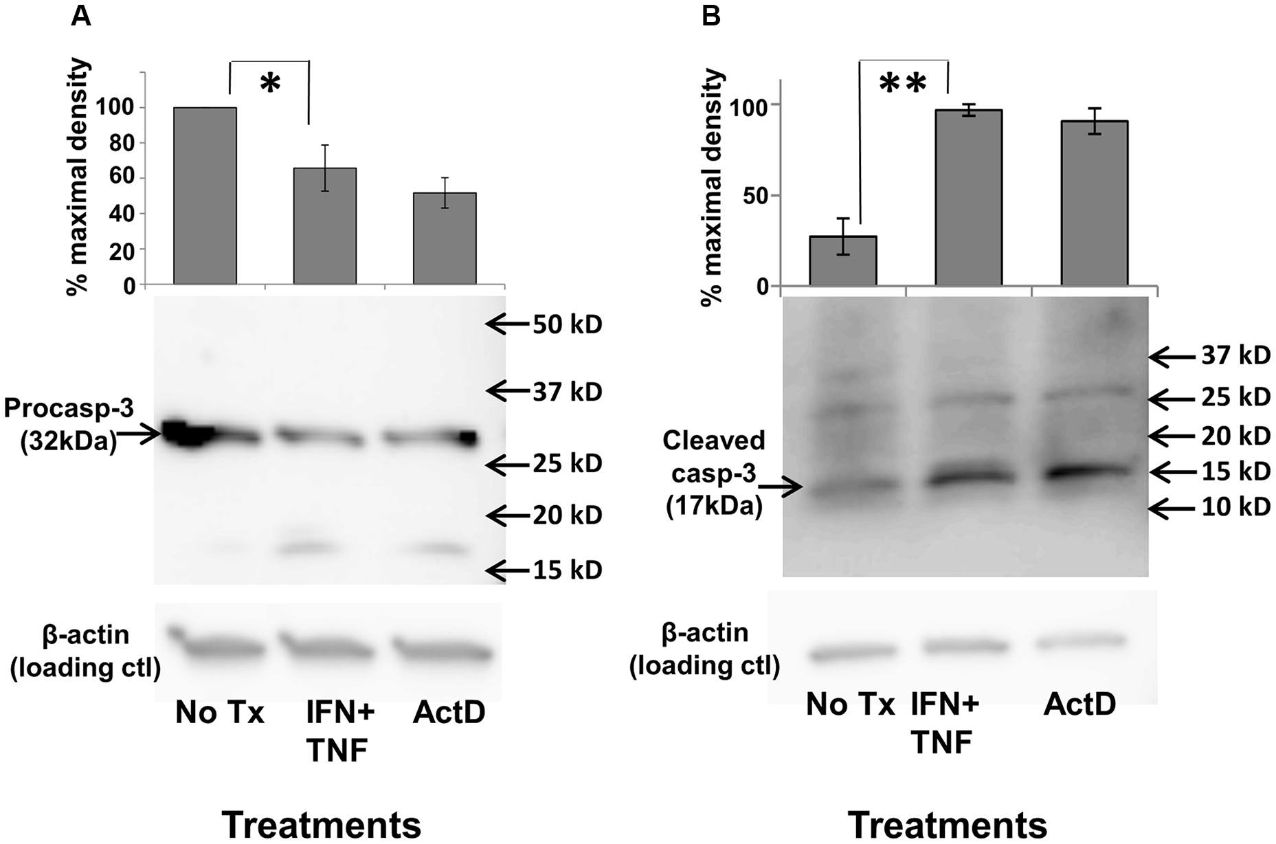 Th1 cytokine-induced activation of caspase-3.
