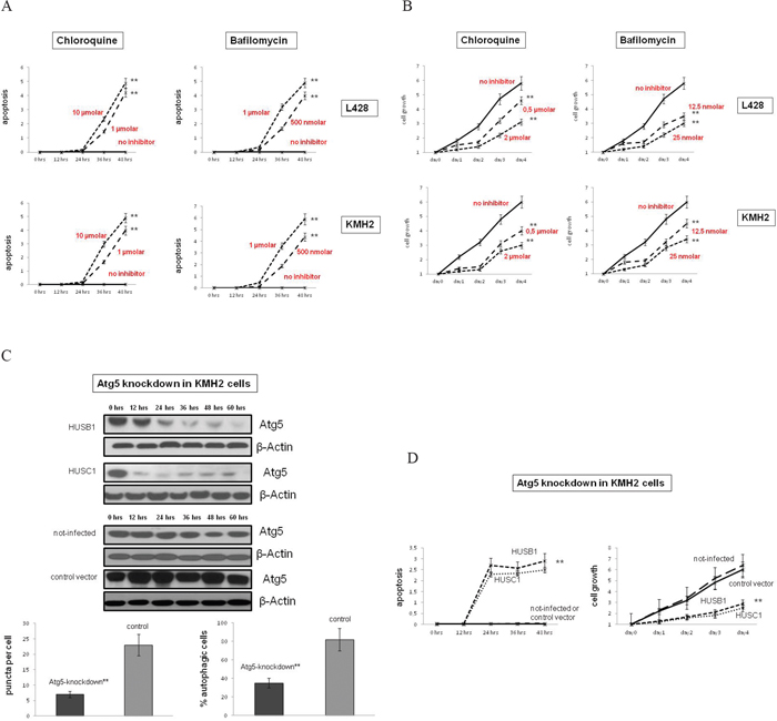 Autophagy inhibition reduces cell growth and induces apoptosis in cHL cells.