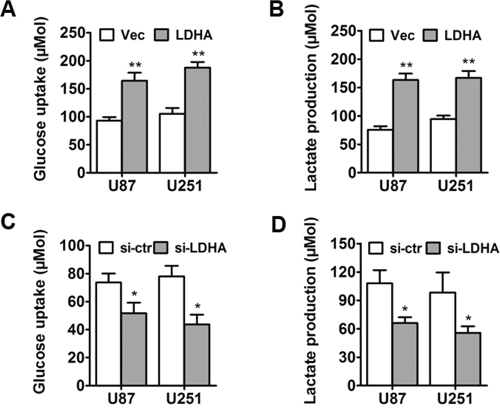 LDHA promotes glycolysis in glioma cells.