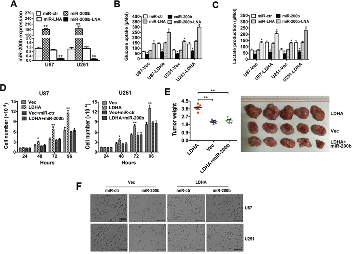 LDHA-induced glycolysis, cell proliferation and invasion can be inhibited by miR-200b.