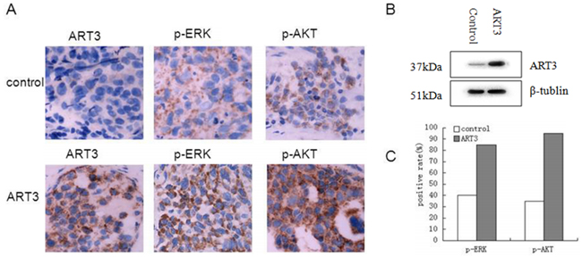 Detection of ART3, p-ERK, and p-AKT expression in xenograft tumors.