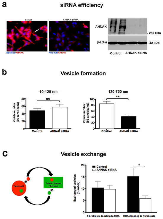 AHNAK depletion impairs microvesicle formation and exchange.