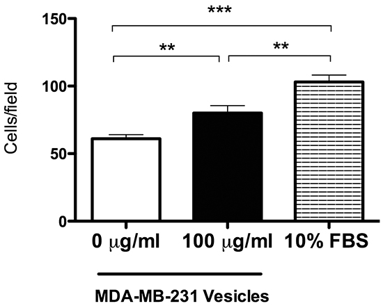 Extracellular vesicles derived from MDA-MB-231 cells promote fibroblast cell migration.