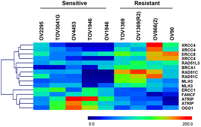 Heat map representation and gene clustering of differentially expressed DNA repair genes in sensitive and resistant HGS EOC cell lines.