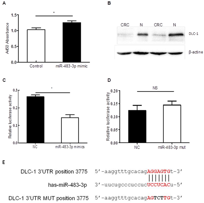 miR-483-3p promoted cell proliferation by specifically targeting DLC-1 3&#x2019;UTR.