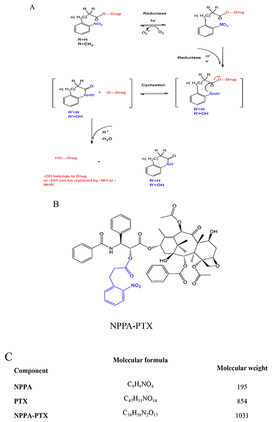 Proposed activation mechanism of nitrophenylalkanoic acid bioreductive prodrugs under convertible reduction.