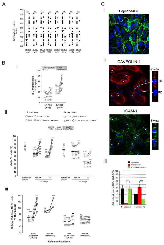 Treatment of TNF-HUVEC with soluble recombinant human ephrinA4 strongly potentiates survival of CLL cells and a possible transcellular TEM pathway.