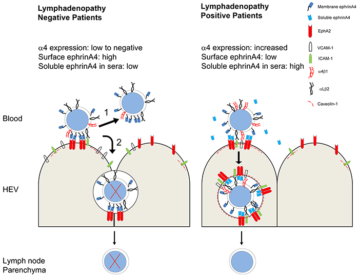 Summary of extravasation decisions and survival outcome of CLL cells according to lymphadenopathy condition determined by integrin and ephrinA4 mechanisms.