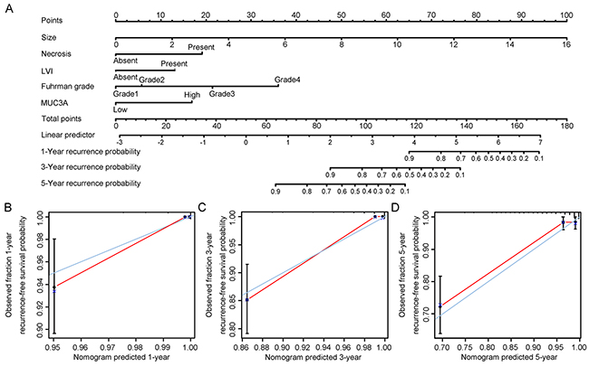 Nomogram and calibration plot for prognosis of RFS in patients with localized ccRCC.