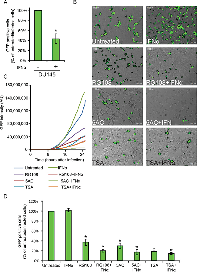 EpMs reduce hMPV-GFP infection in LNCaP cells.