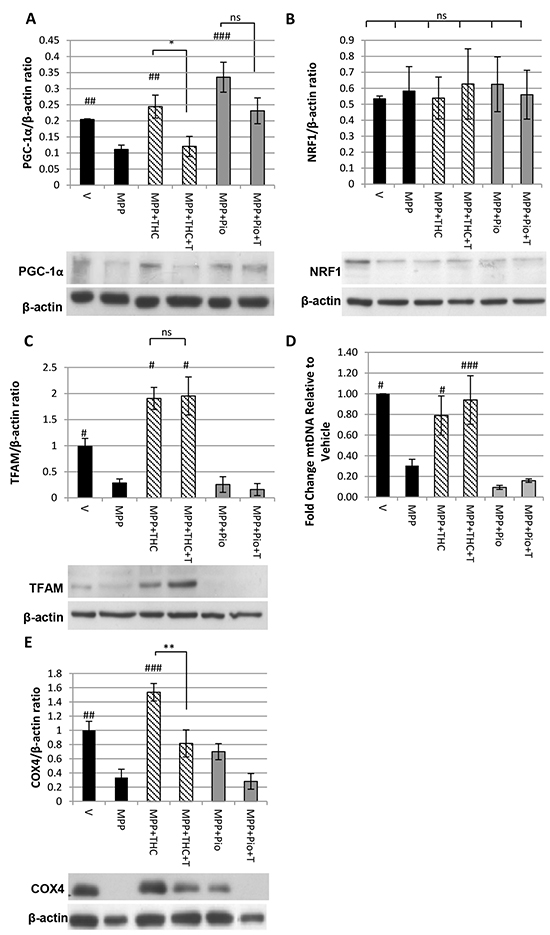 &#x0394;9-THC but not pioglitazone induces mitochondrial biogenesis.