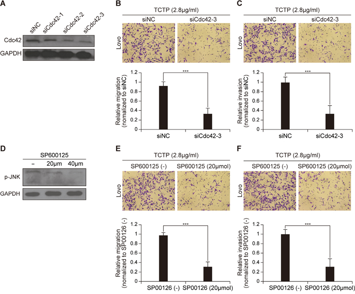 Cdc42 and JNK are responsible for extracellular TCTP induced cell migration and invasion.