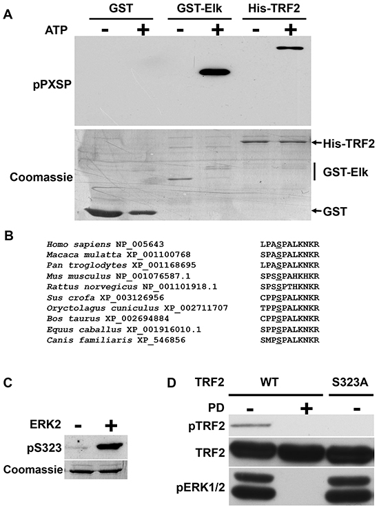 Identification of an ERK1/2 phosphorylation site on TRF2.