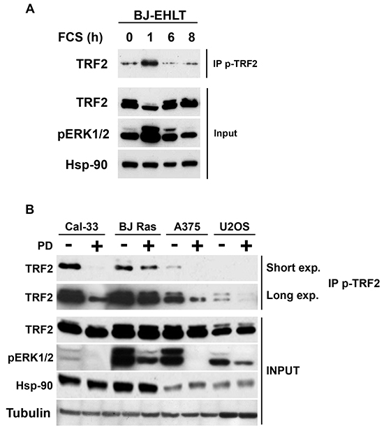 TRF2 is phosphorylated following physiological or pathological activation of ERK1/2.