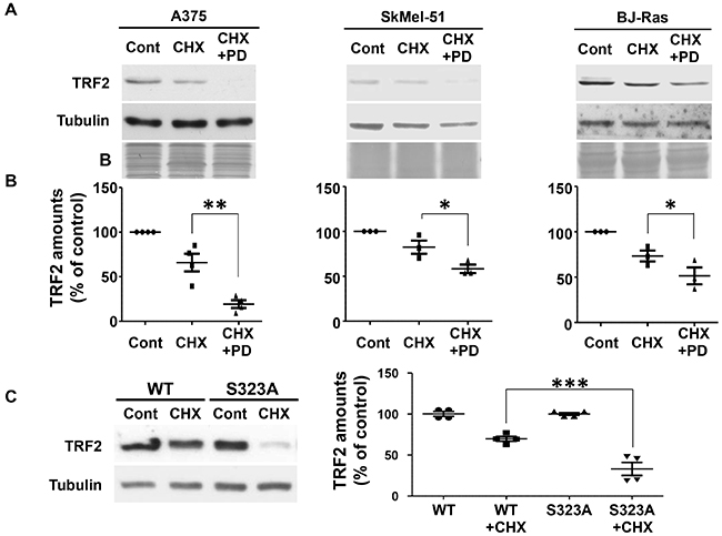 TRF2 half-life is dependent on TRF2 phosphorylation of S323 by ERK1/2.