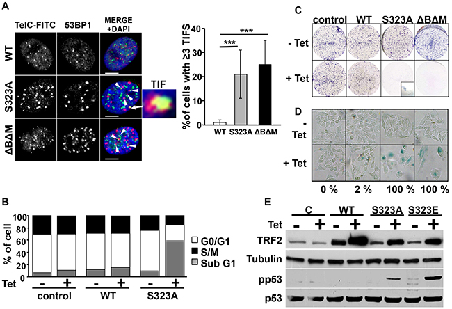 Expression of mutant forms of TRF2 induces telomere defects, apoptosis and senescence.