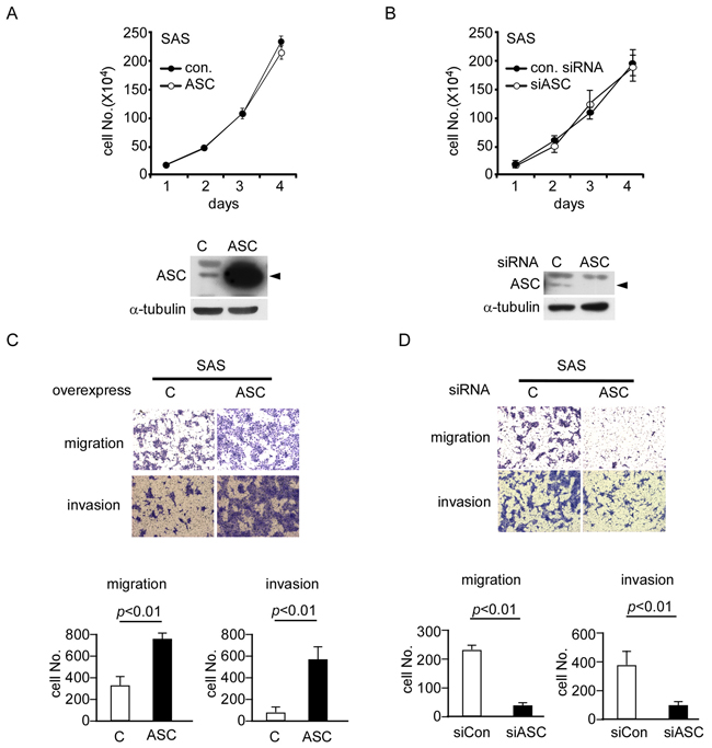 ASC promotes migration and invasion ability in OSCC cell lines.