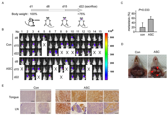 ASC promotes tumor metastasis in an animal model.