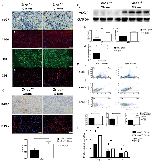 SR-A1 deficiency stimulates angiogenesis and TAM infiltration in orthotopic gliomas in mice.