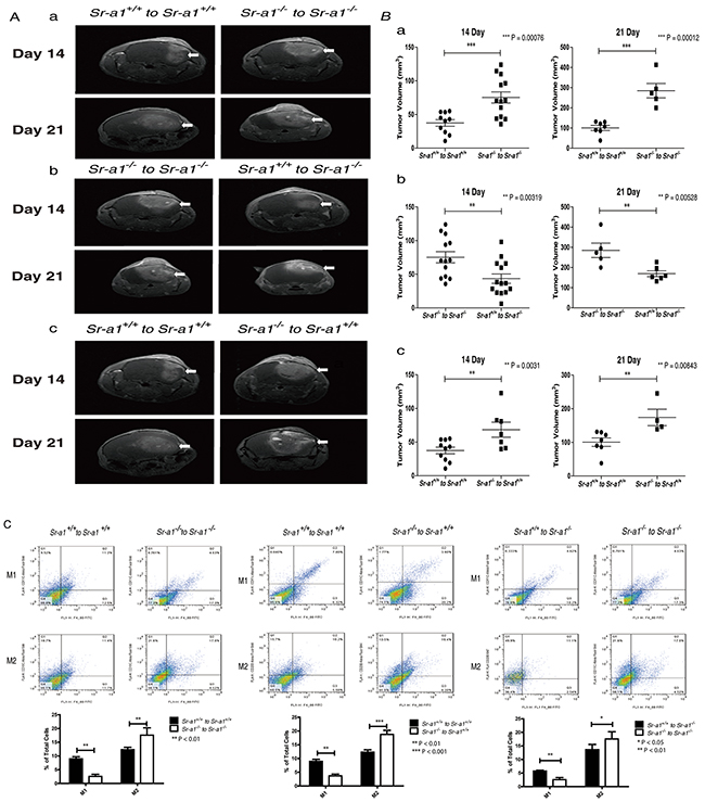 SR-A1 in BMDMs inhibits tumor growth and angiogenesis in the murine brain.