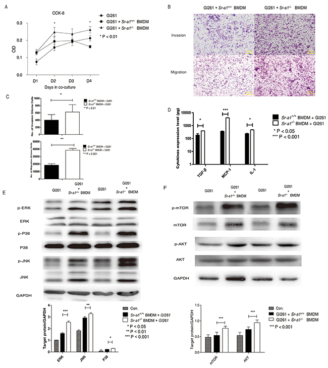 SR-A1 in BMDMs promotes glioma cells growth and invasion in vitro.