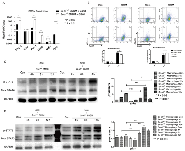 Effects of SR-A1 on BMDM polarization in vitro.