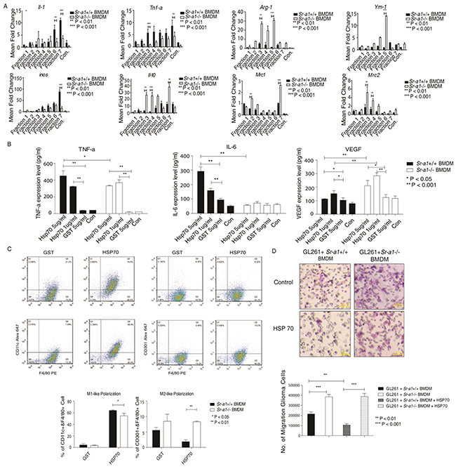 HSP70 inhibits glioma progression by activating SR-A1 in BMDMs.