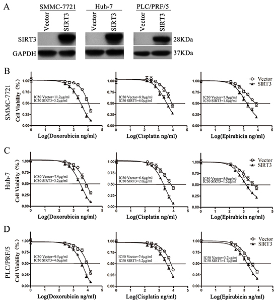 SIRT3 overexpression sensitized HCC cells to chemotherapeutic agents.