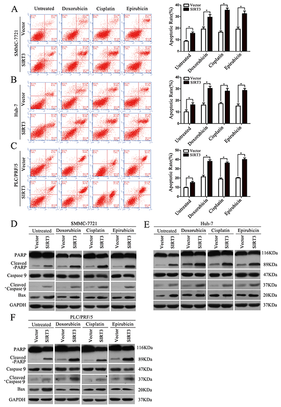 SIRT3 overexpression enhanced chemotherapeutic agents-induced apoptosis in HCC cells.