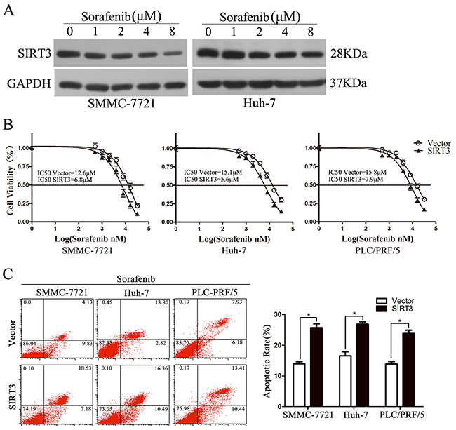 SIRT3 overexpression sensitized HCC cells to Sorafenib.