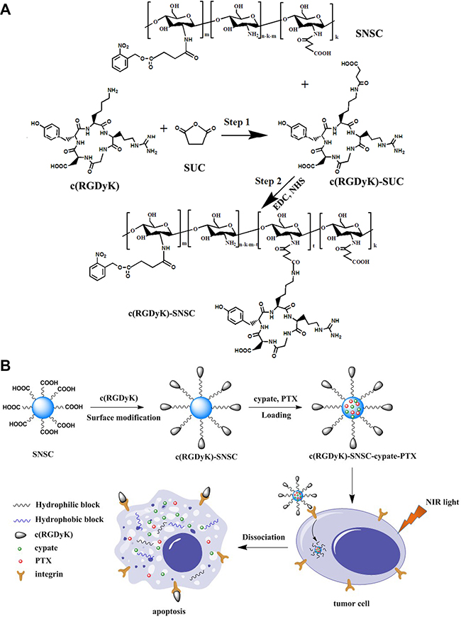 Synthetic scheme and structures of targeted NIR light sensitive nanoplatform c(RGDyK)-SNSC and &#x03B1;v&#x03B2;3-mediated binding of tumor cells.